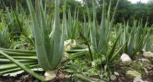 4 people die, 2 others hospitalised after drinking aloe vera concoction