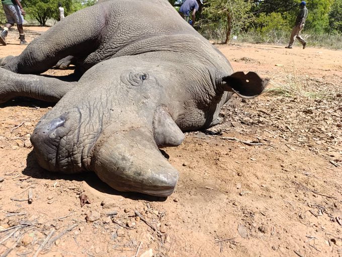 4 rhinos die after drinking polluted water at Lake Chivero